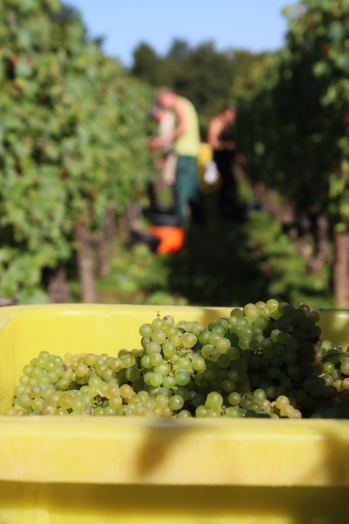 Vendanges au domaine 