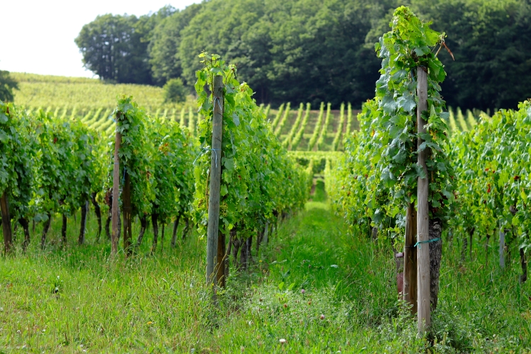 Pique nique chez le Vigneron Indépendant