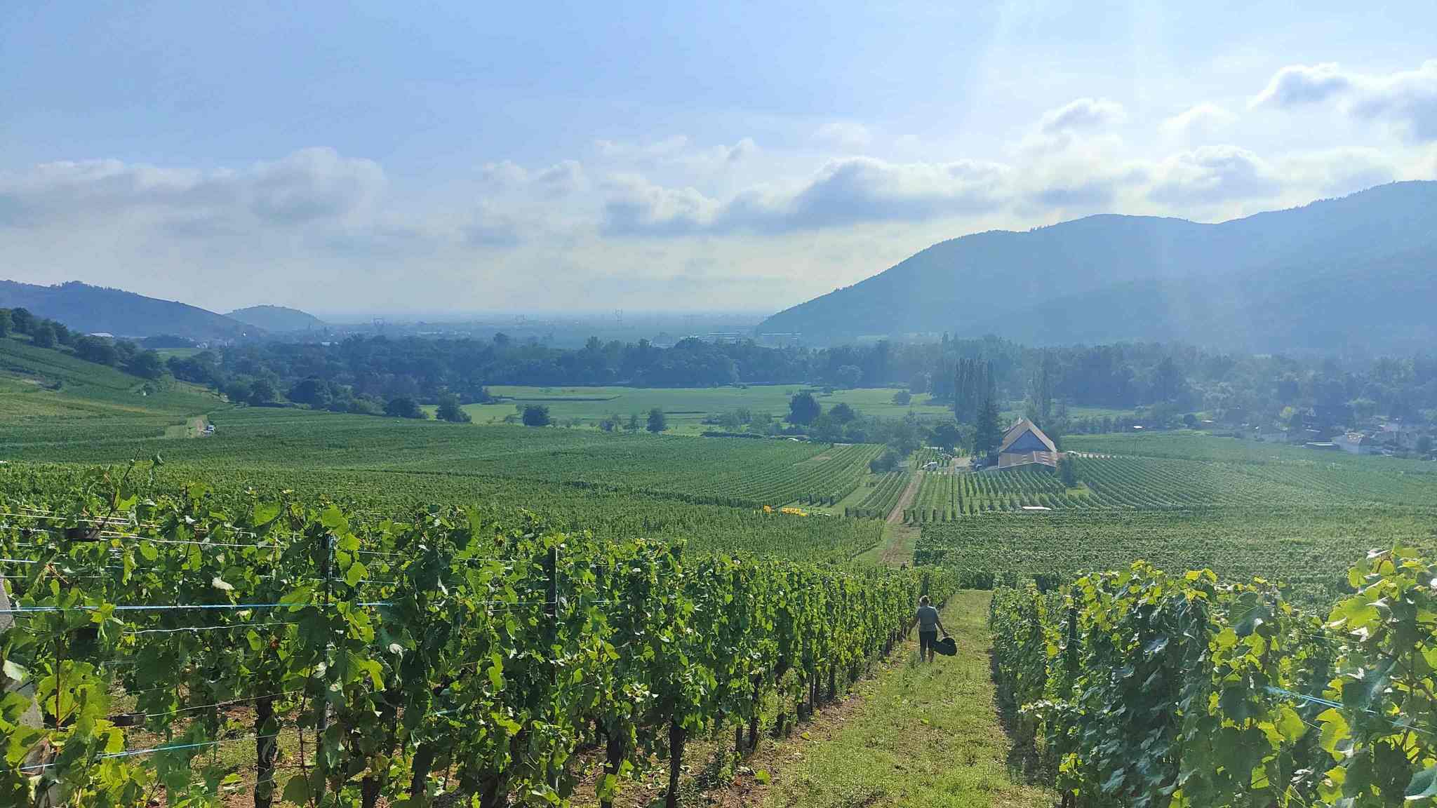 Balade vigneronne - Visite de cave - Dégustation 