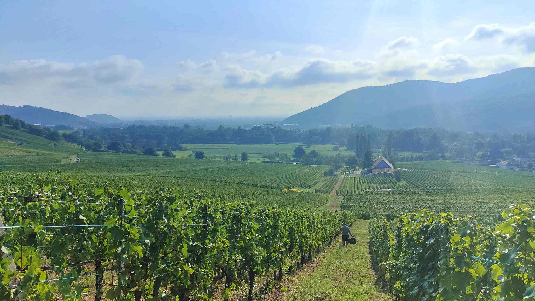 Balade vigneronne - Visite de cave - Dégustation 