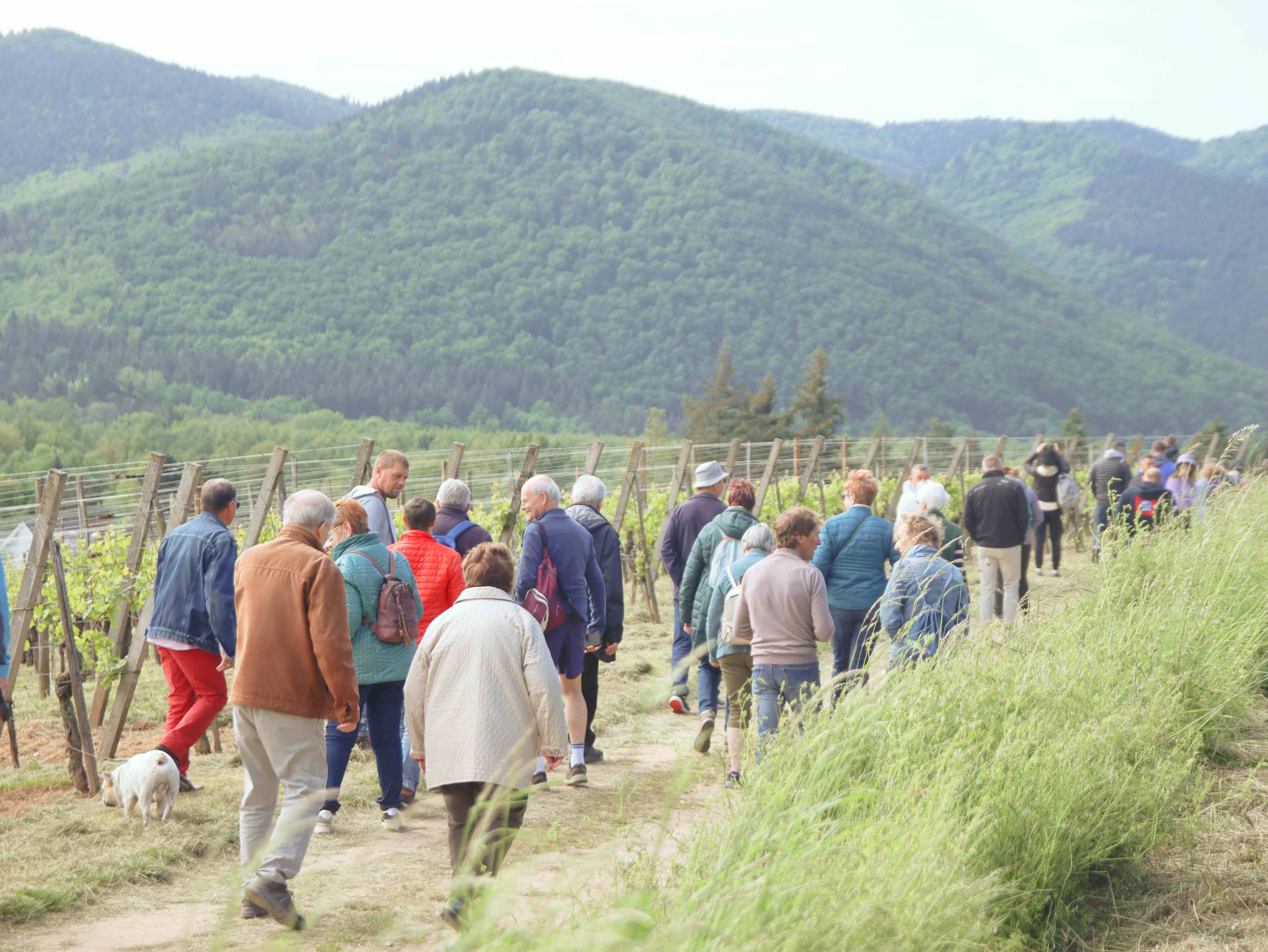 Journée Vigneronne 2023 