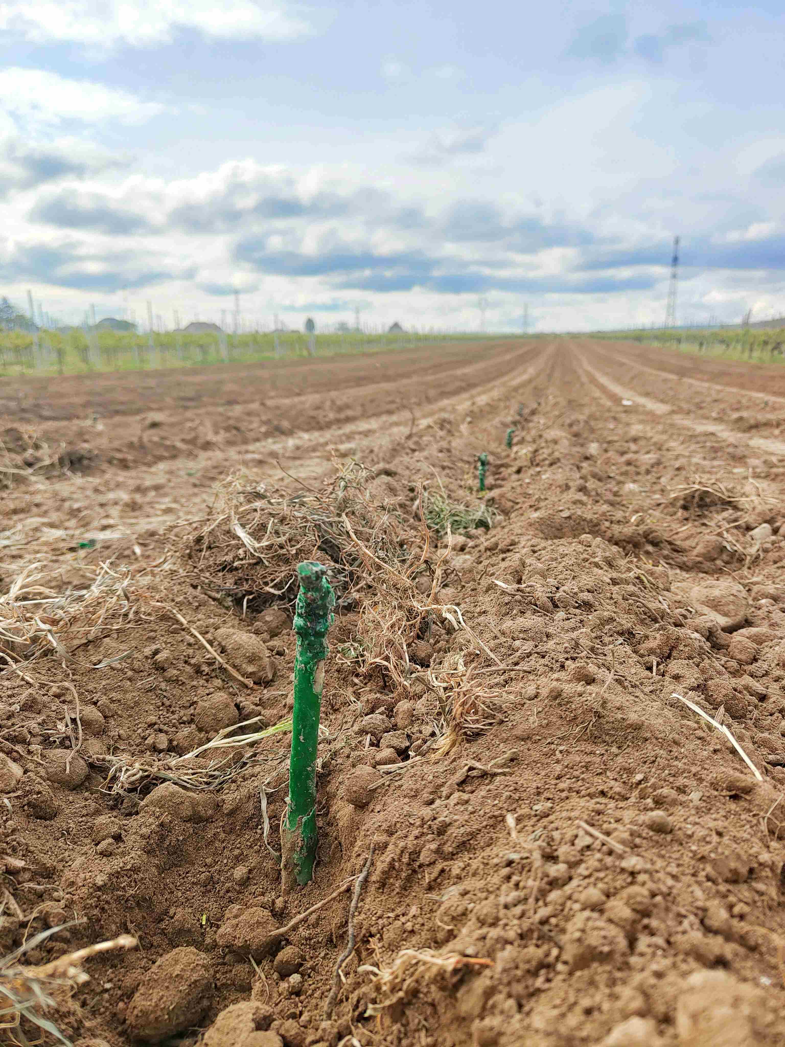 Plantation Pinot Noir 