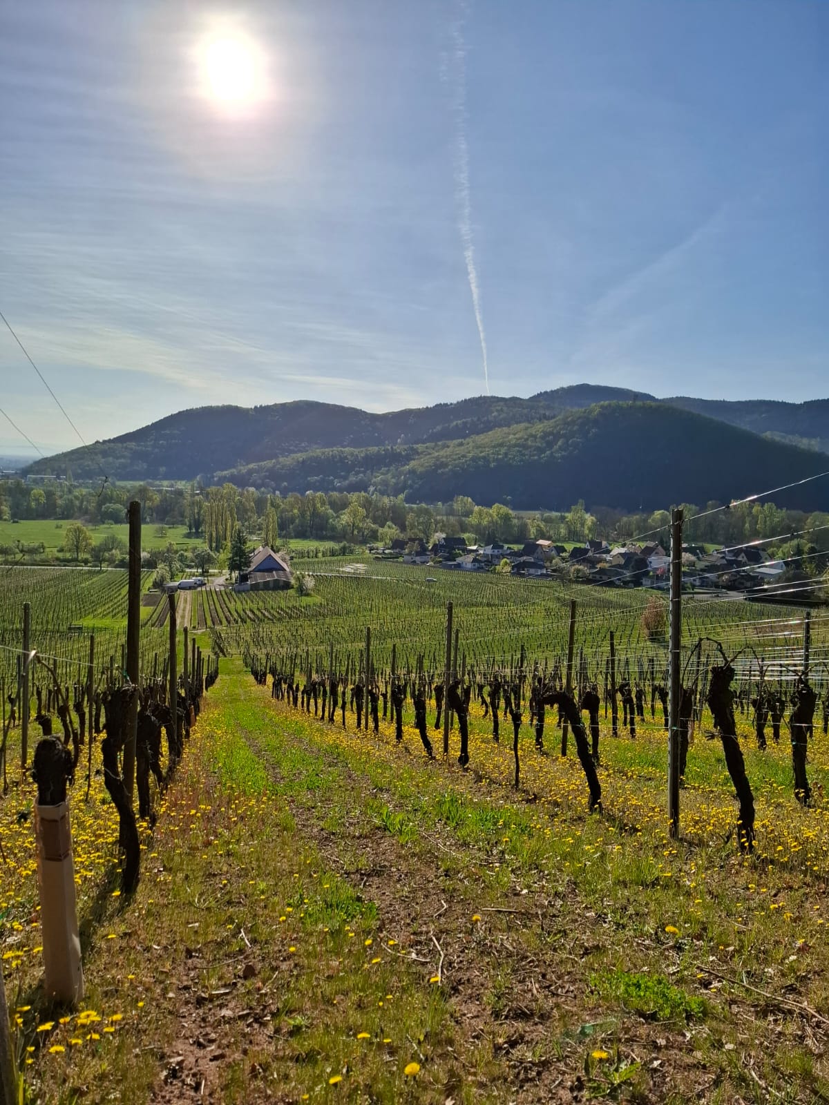 Couleurs de printemps sur le domaine...