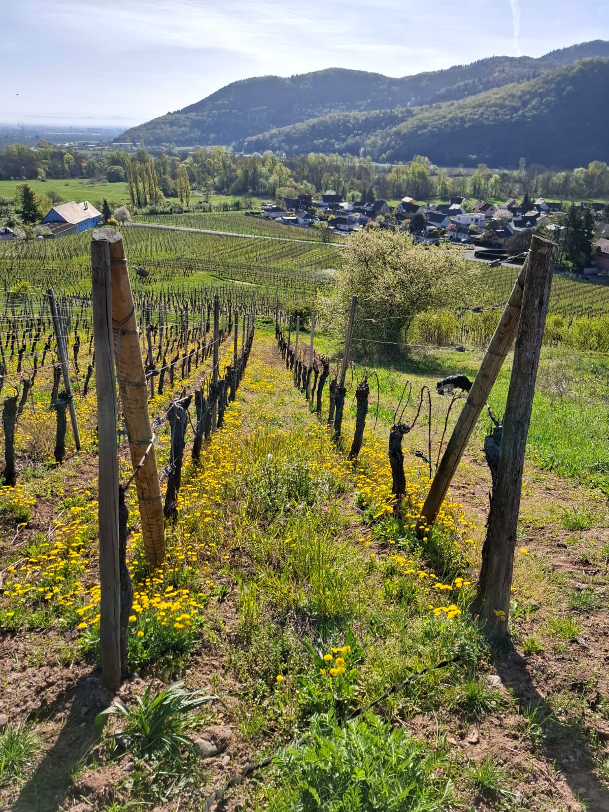 Couleurs de printemps sur le domaine...