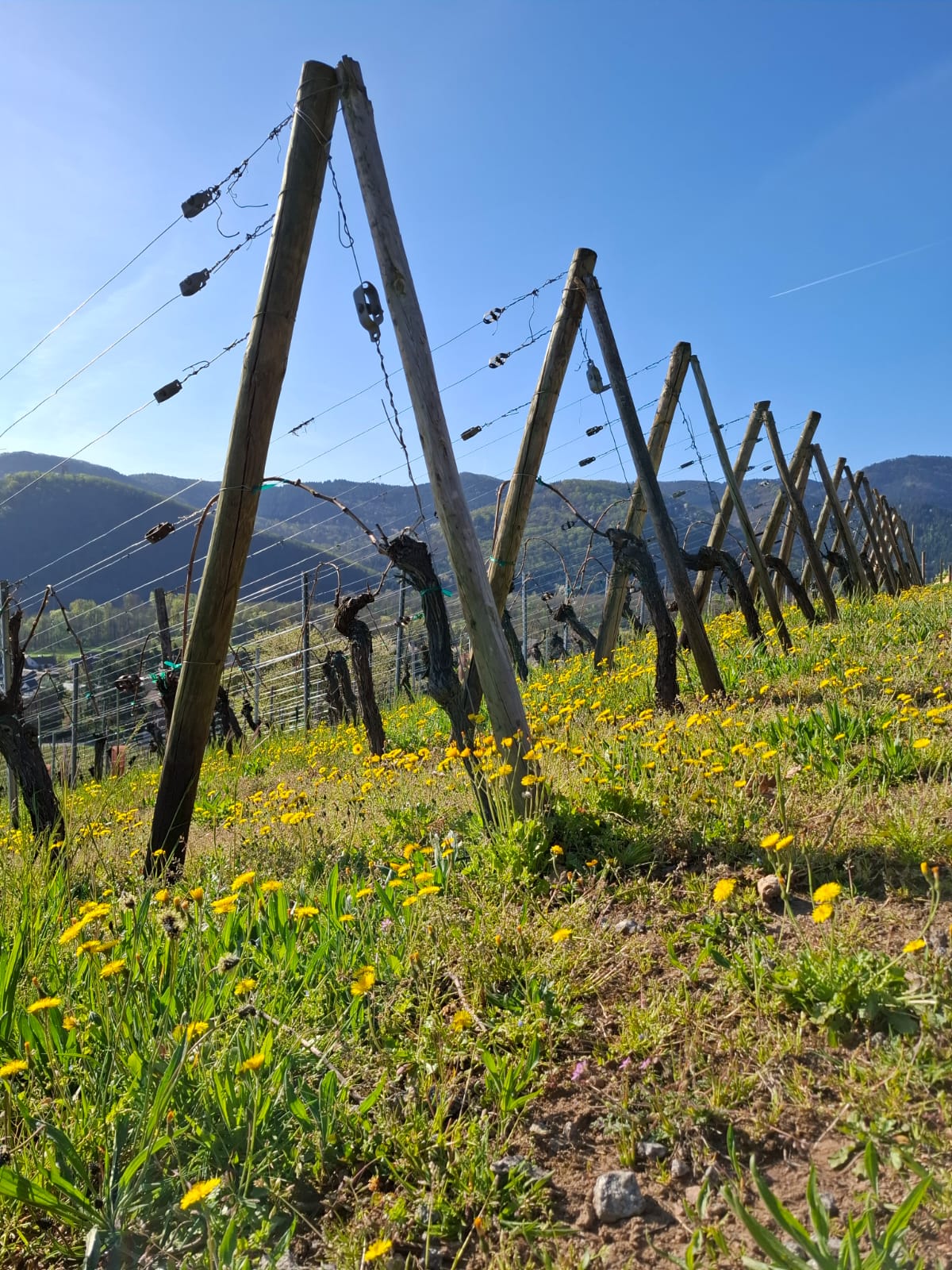 Couleurs de printemps sur le domaine...