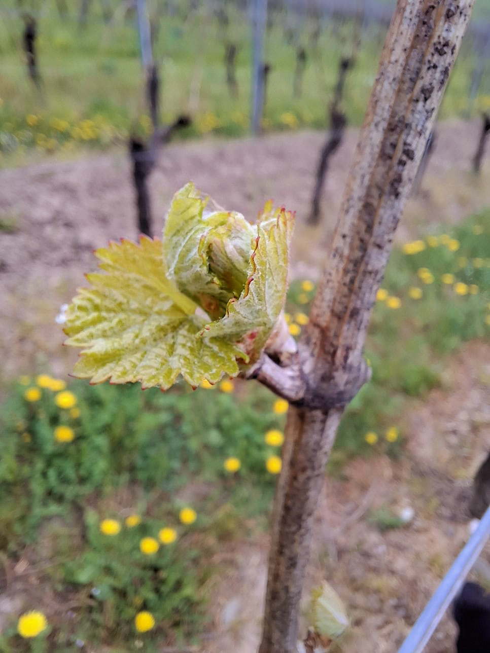 La nature se réveille :)