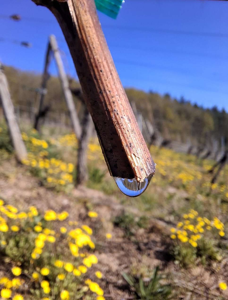 La nature se réveille :)