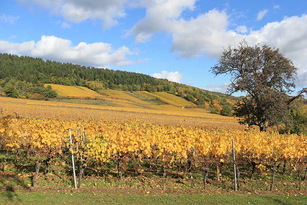 Récolte des Vendanges Tardives et Sélections de Grains Nobles à l'automne