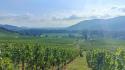 Pique nique entre Vignes et Forêt