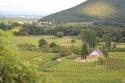 Journée Vigneronne Vendredi 19 mai 2023