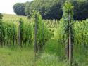 Pique nique entre Vignes et Forêt
