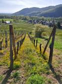 Pinot Gris Grande Réserve "Im Berg" 2024