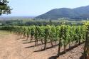 Pinot Gris Vieilles Vignes "Ensenberg" 2023