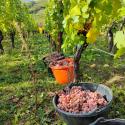 Gewurztraminer Grand Cru "Brand" 2023
