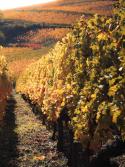 Gewurztraminer Grand Cru "Brand" 2023