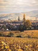 Gewurztraminer Grand Cru "Brand" 2023